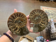 Load image into Gallery viewer, Ammonite Fossil Pair