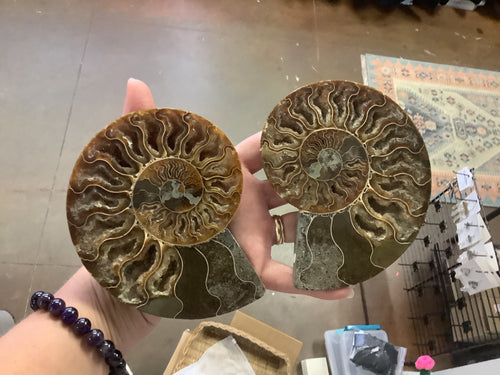 Ammonite Fossil Pair