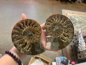 Ammonite Fossil Pair