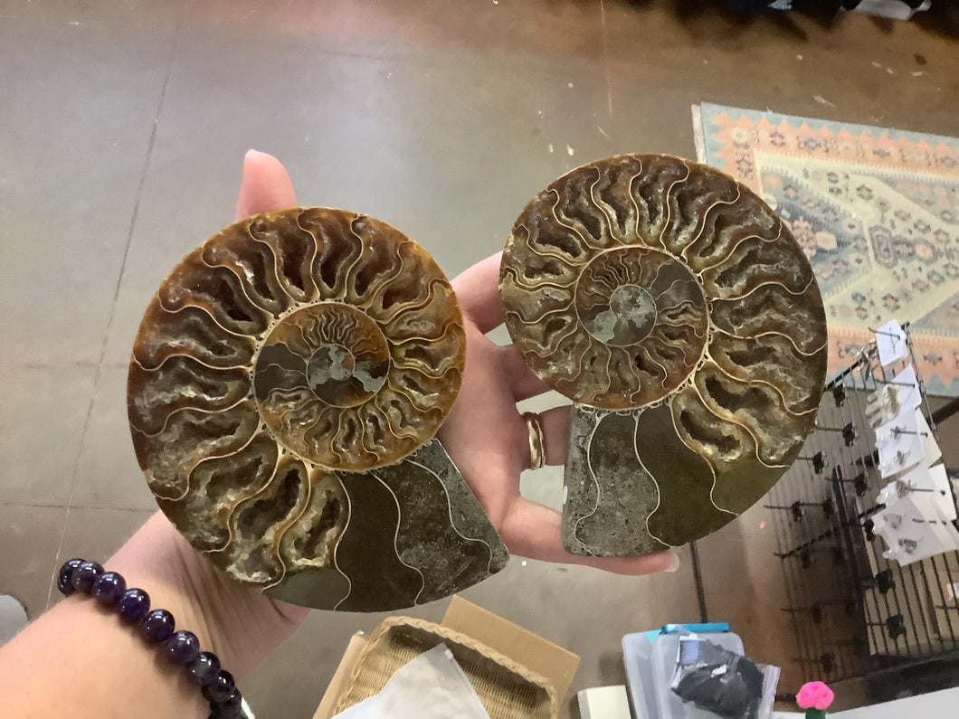 Ammonite Fossil Pair