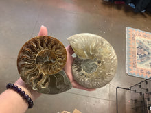 Load image into Gallery viewer, Ammonite Fossil Pair