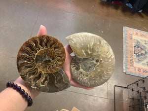 Ammonite Fossil Pair