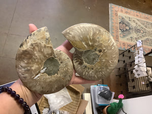 Ammonite Fossil Pair