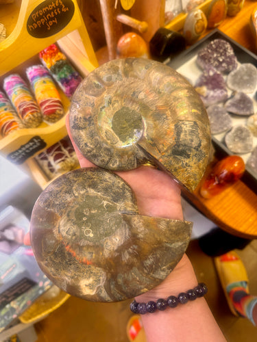 Ammonite Fossil Pair