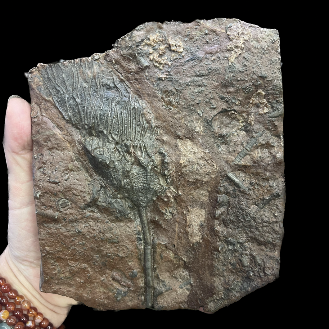 Massive Crinoid Specimen