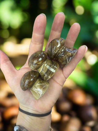 Chocolate Calcite Mushroom