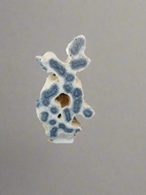 Load image into Gallery viewer, Blue Ridge Coral